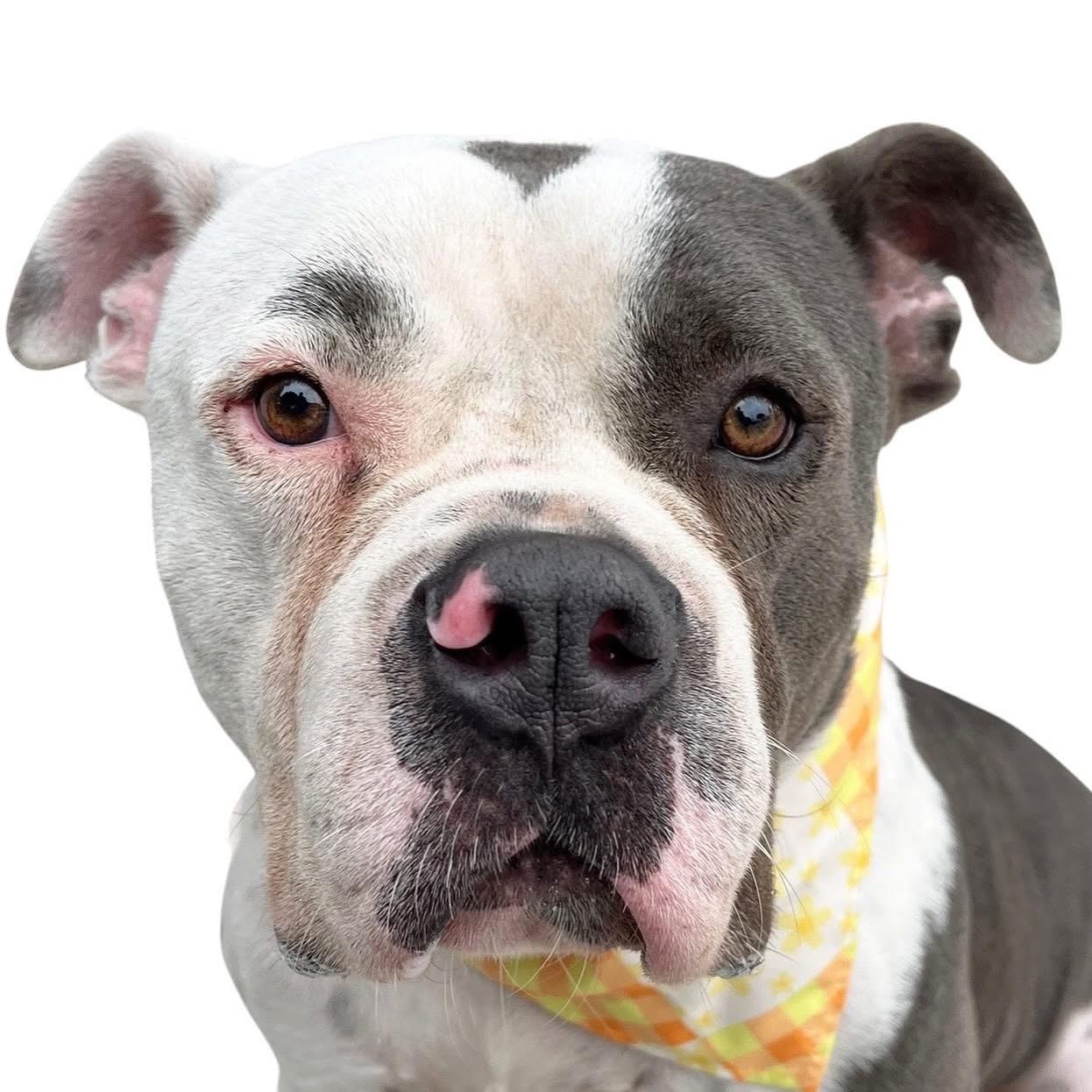 Silvio-ADOPT Me!!, a Adoptable American Bully in Redondo Beach, CA image 3/5