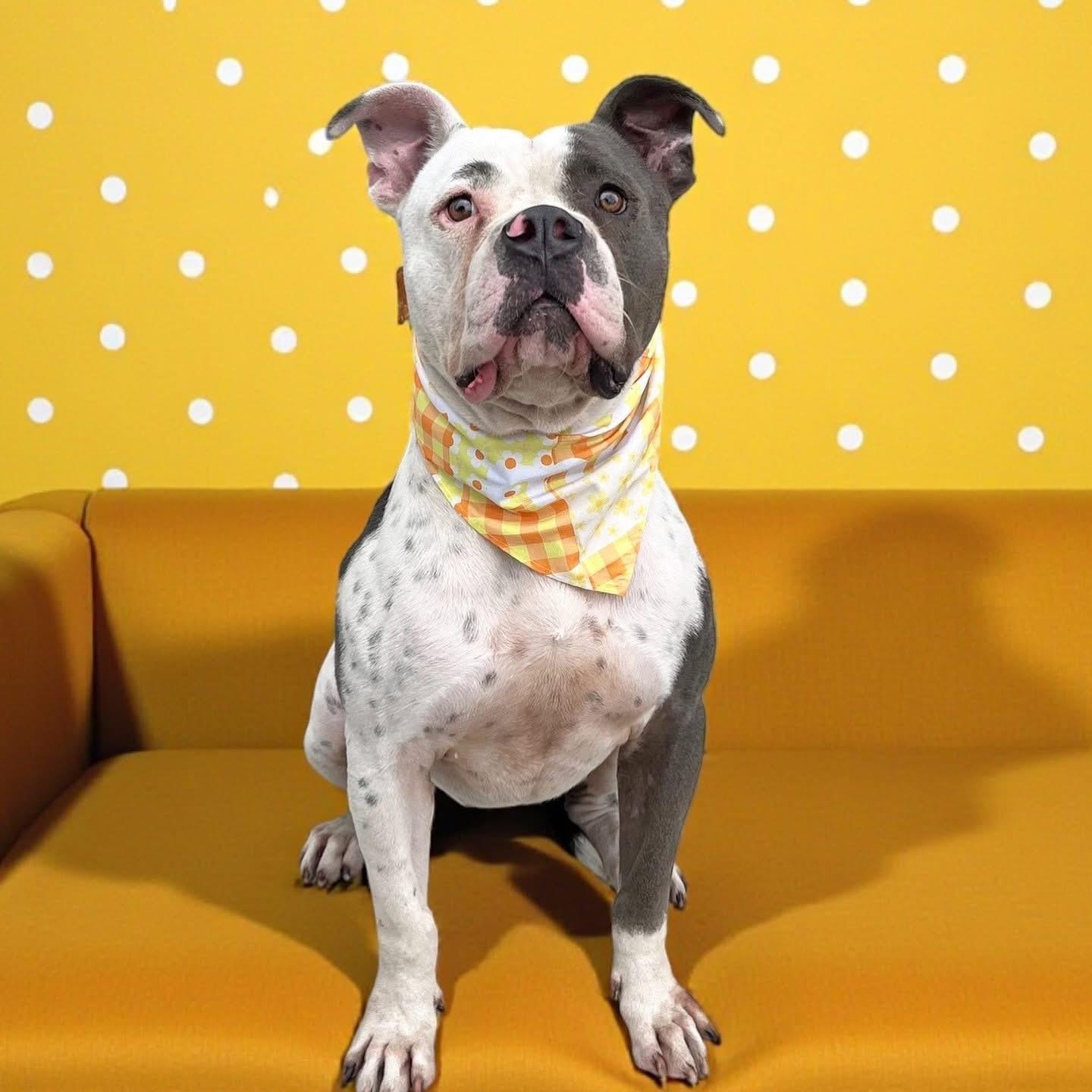 Silvio-ADOPT Me!!, a Adoptable American Bully in Redondo Beach, CA image 4/5