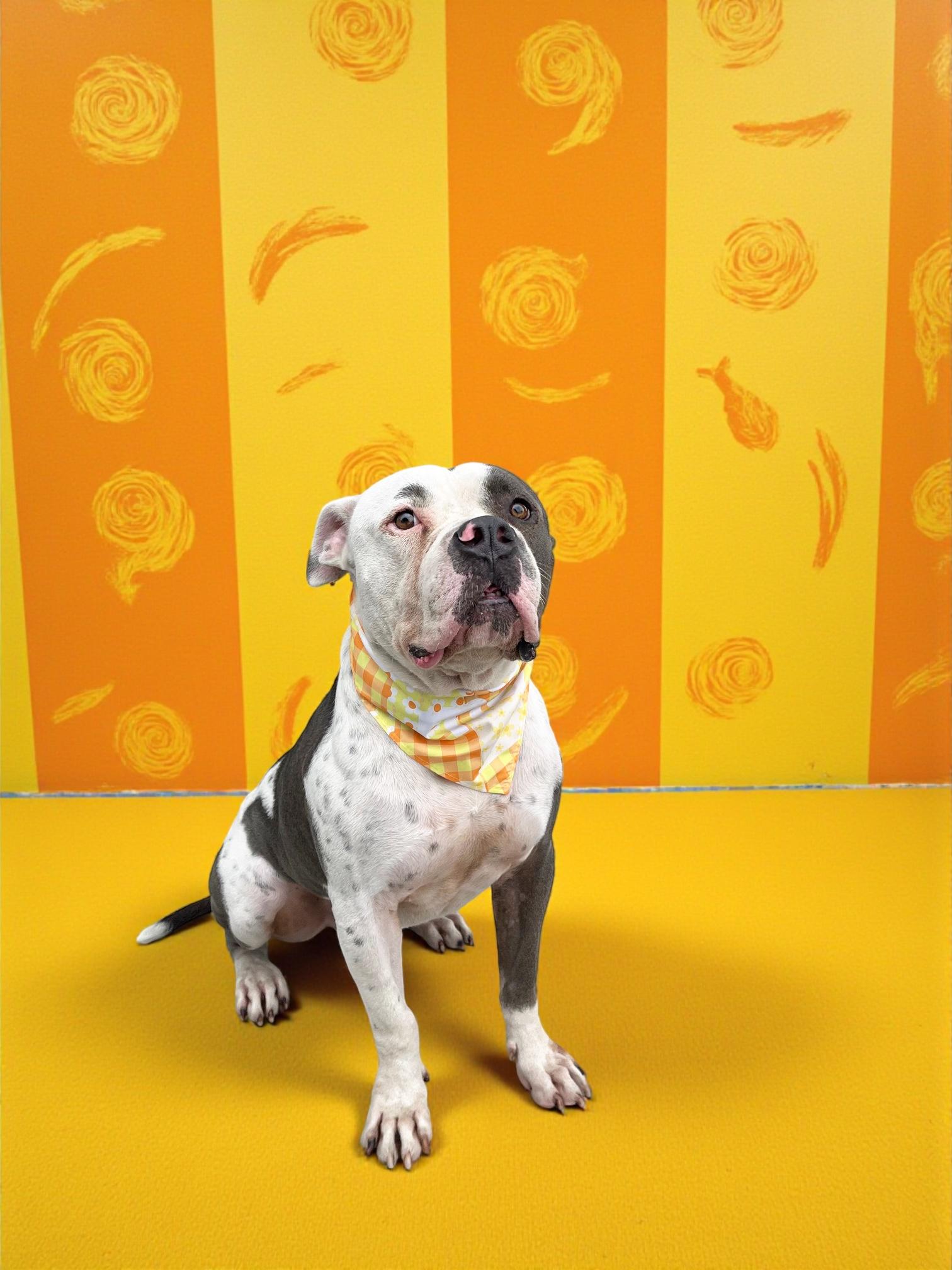 Silvio-ADOPT Me!!, a Adoptable American Bully in Redondo Beach, CA image 5/5
