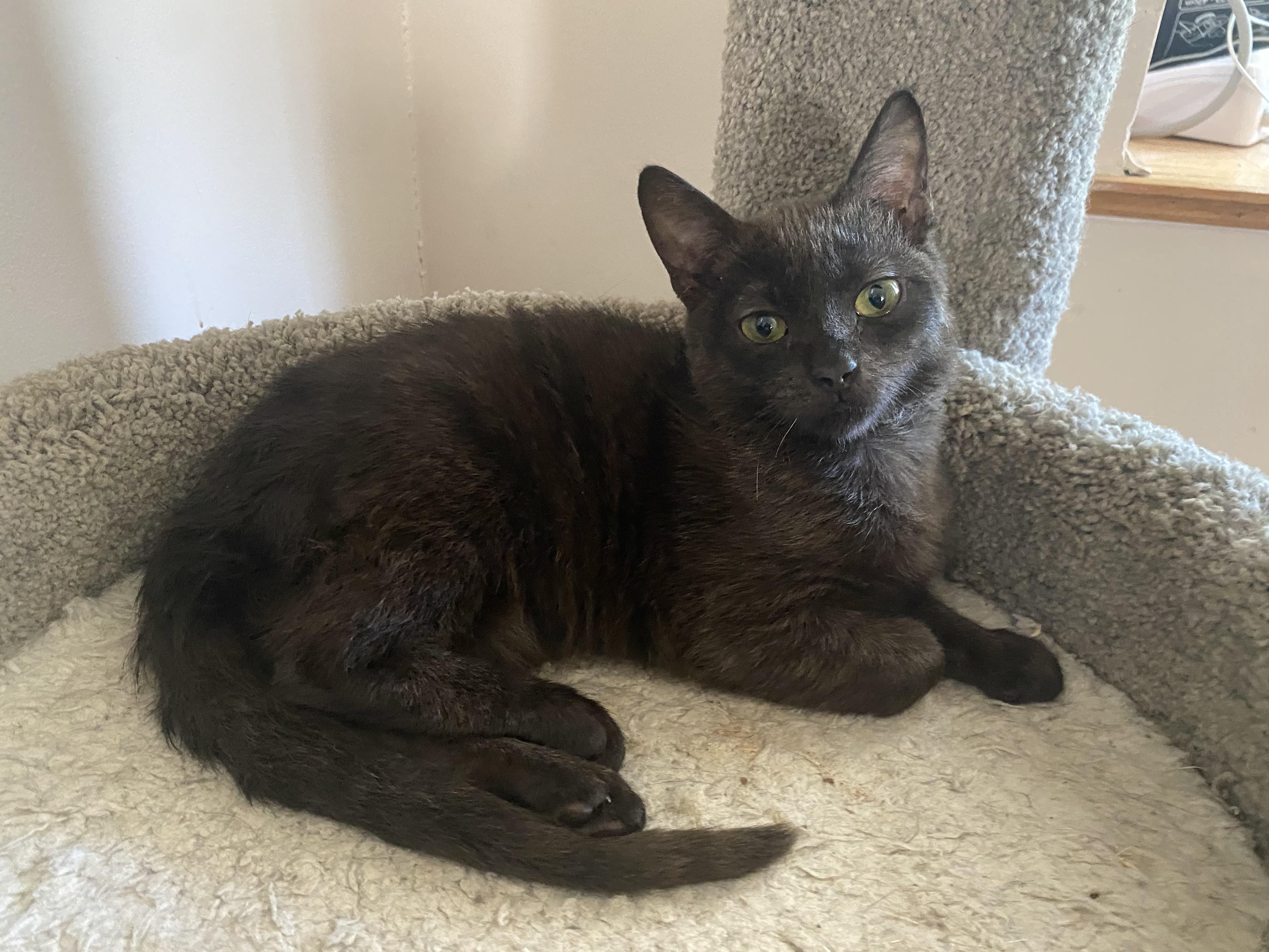 Lucy, ADOPTABLE, Kitten Female Domestic Short Hair.