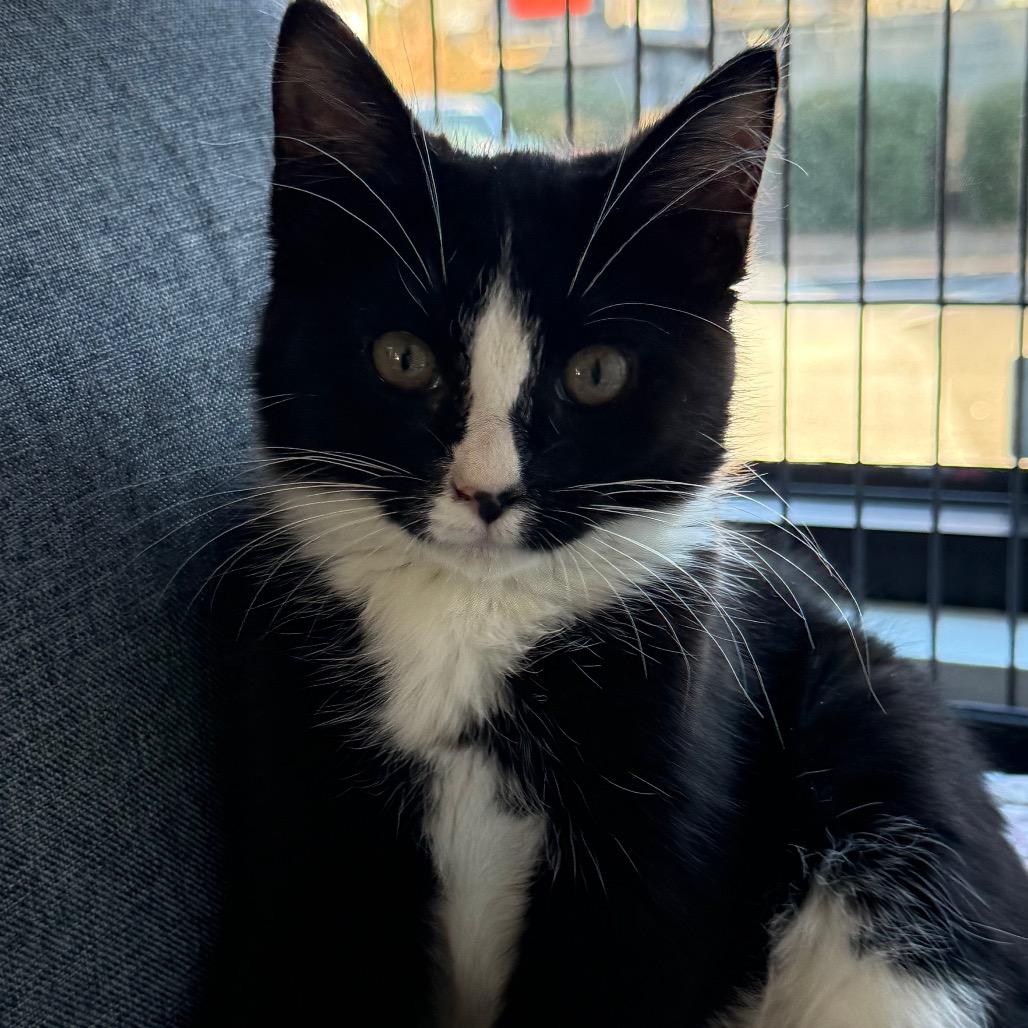 Zipper, Adoptable, Kitten Female Domestic Short Hair.