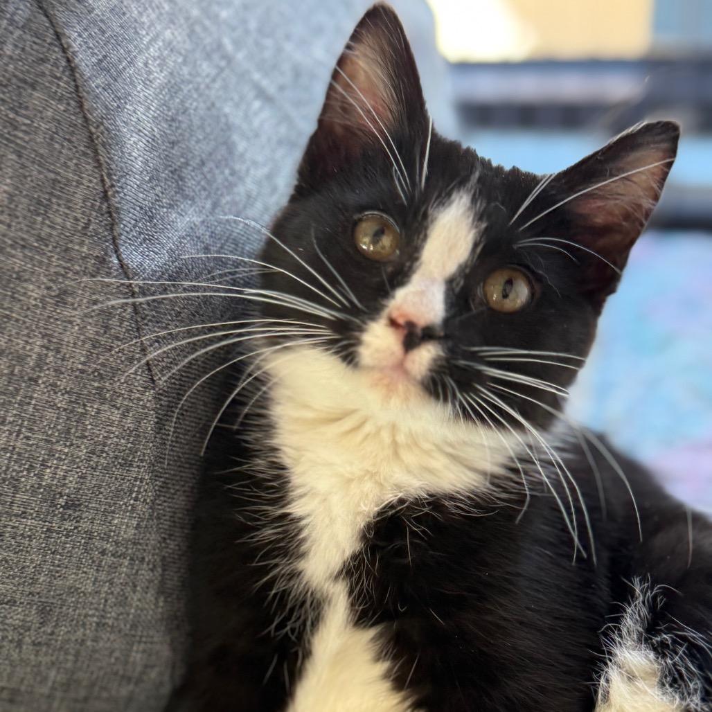 Zipper, a Adoptable Domestic Short Hair in Chesapeake, VA image 2/3