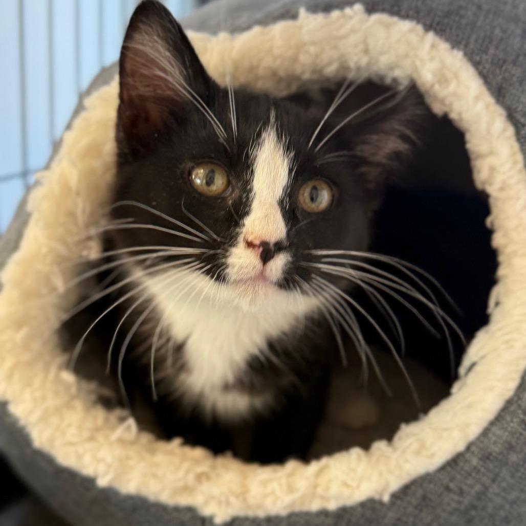 Zipper, a Adoptable Domestic Short Hair in Chesapeake, VA image 3/3