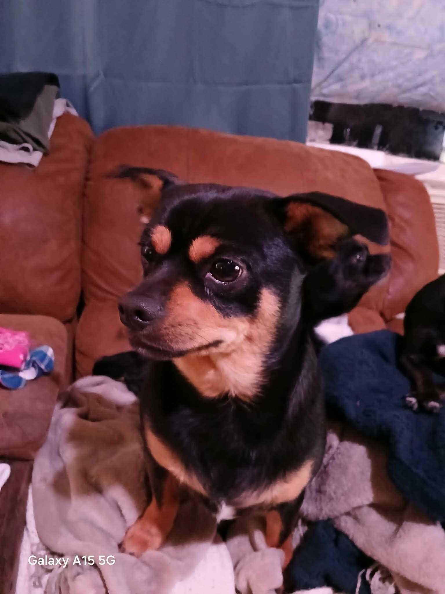 Hopper , ADOPTABLE, Adult Male Chiweenie.