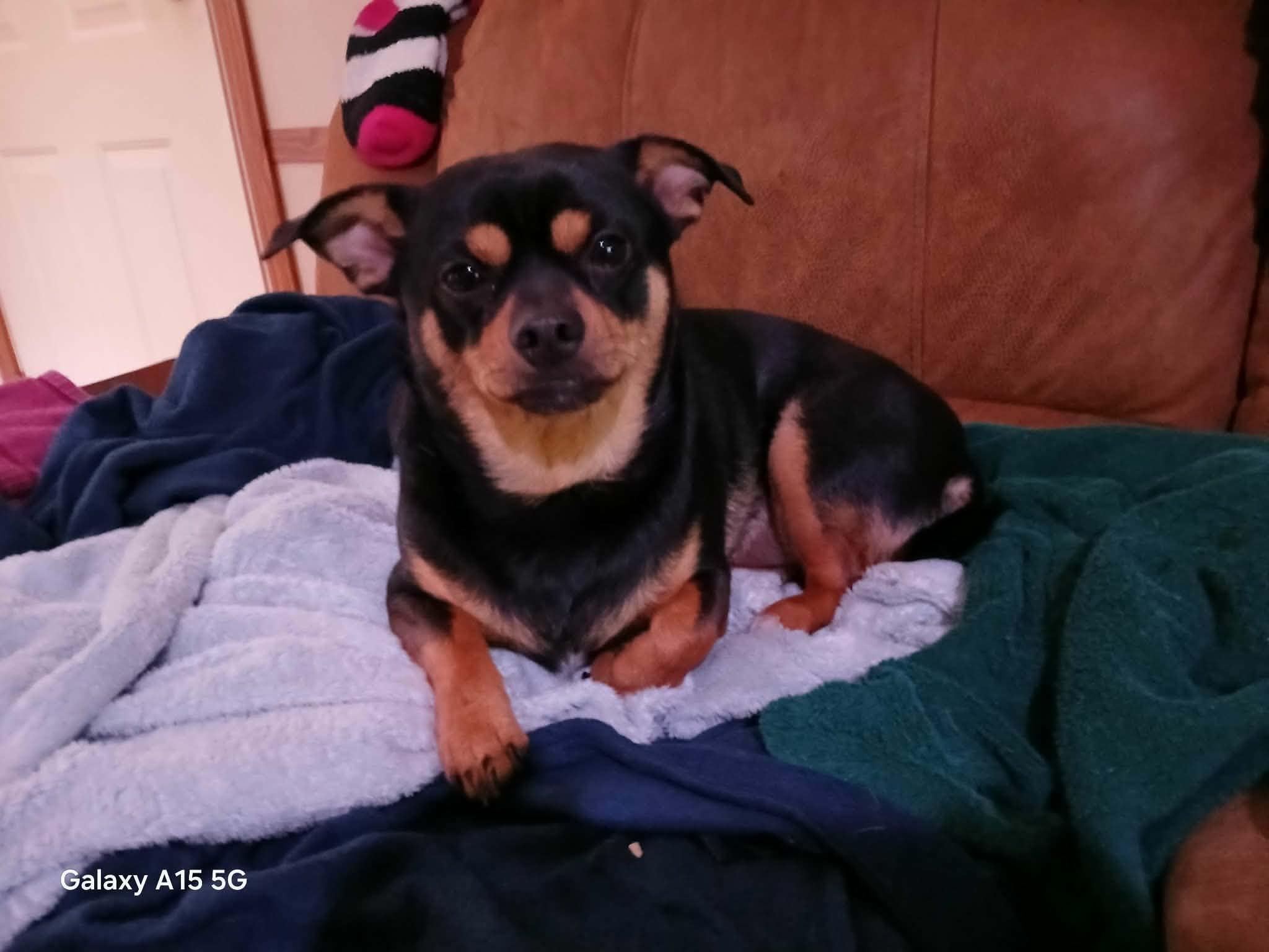 Enlarge Hopper , a ADOPTABLE Chiweenie in Maitland, FL image 2/4