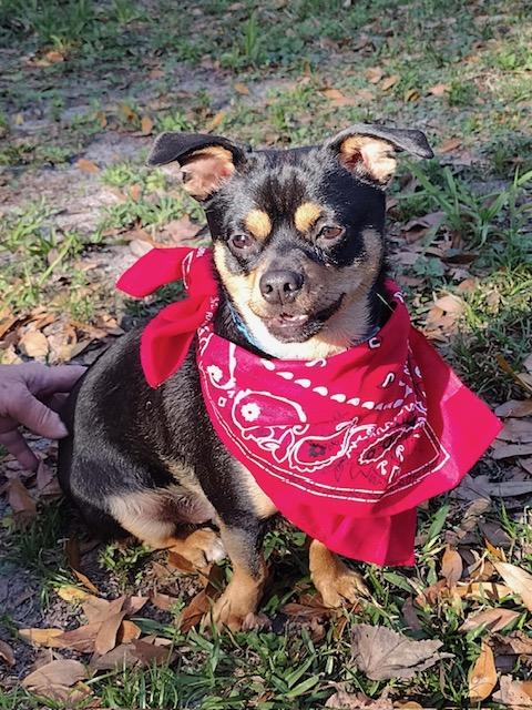 Enlarge Hopper , a ADOPTABLE Chiweenie in Maitland, FL image 4/4