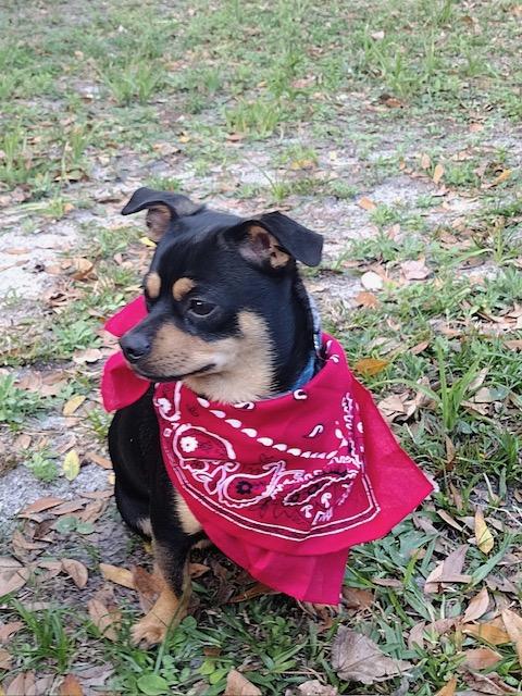 Enlarge Hopper , a ADOPTABLE Chiweenie in Maitland, FL image 3/4