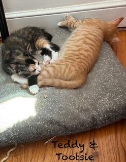 Enlarge Tootsie, a Adopted Domestic Short Hair in Manchester, CT image 1/2