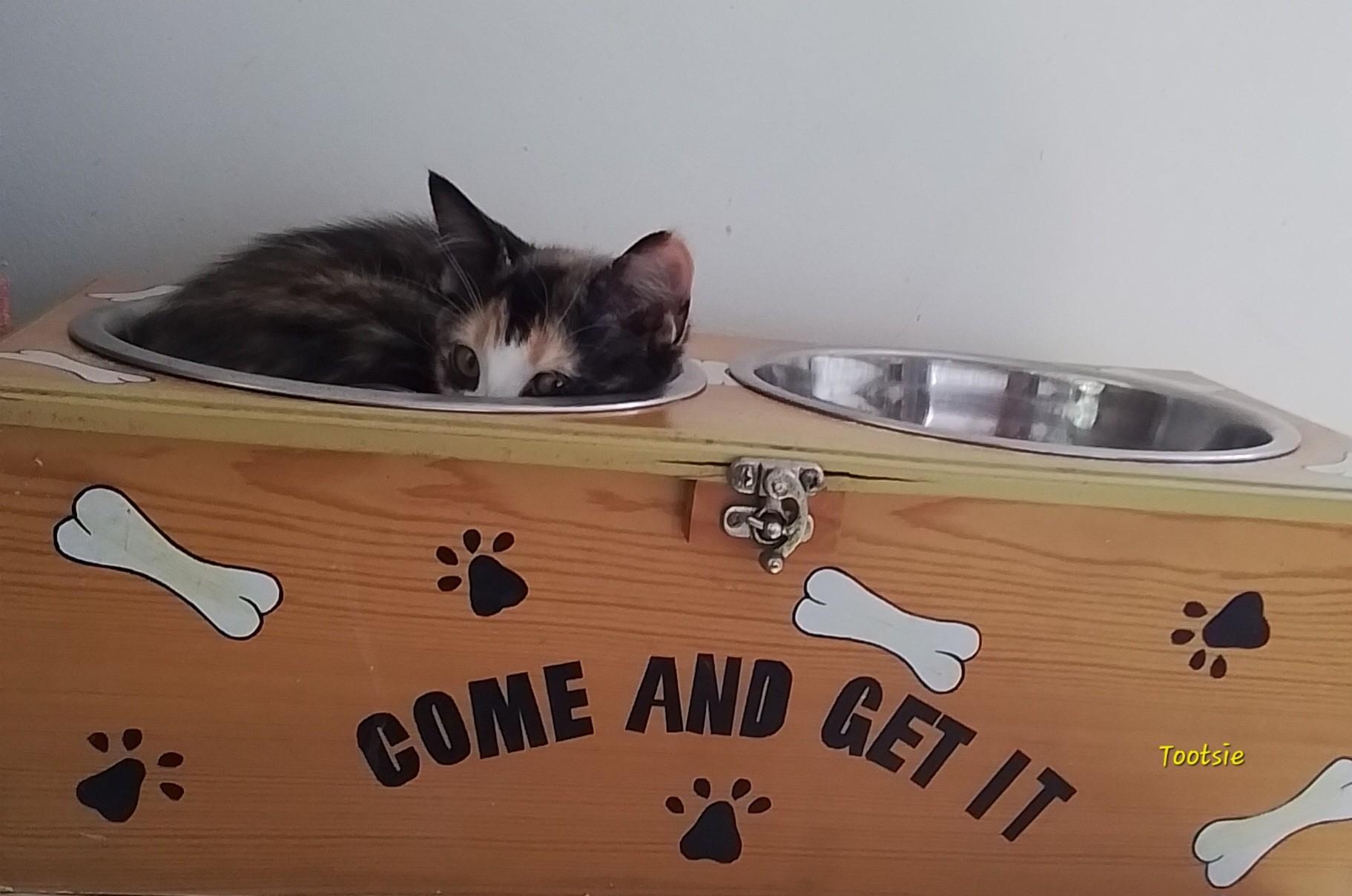 Enlarge Tootsie, a Adopted Domestic Short Hair in Manchester, CT image 2/2