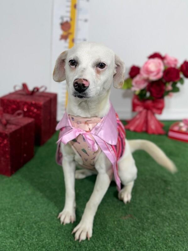 Enlarge Lulu, a Adoptable mixed breed in Sacramento, CA image 1/1