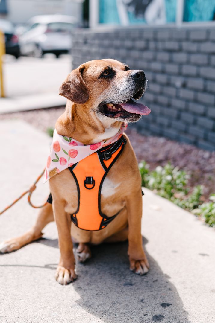 Enlarge Arya....into the stars!!, a Adoptable mixed breed in Manhattan Beach, CA image 2/4