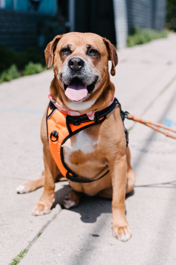 Enlarge Arya....into the stars!!, a Adoptable mixed breed in Manhattan Beach, CA image 4/4
