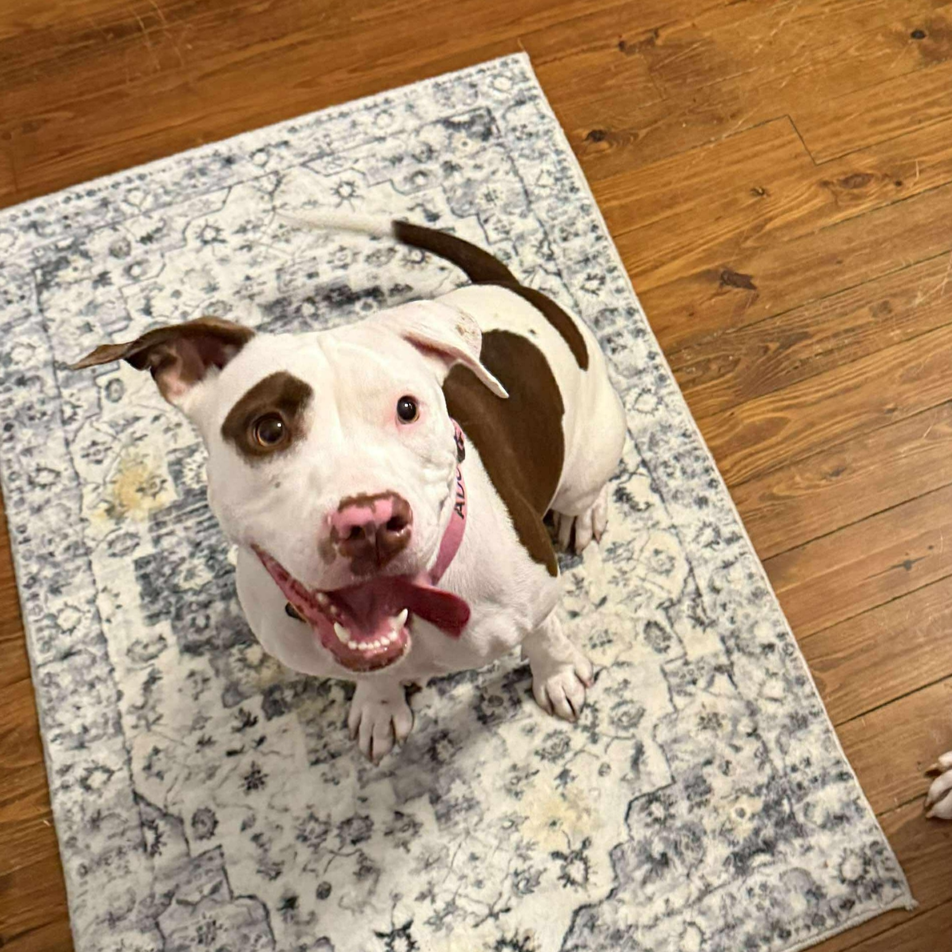 Lucy, an adopted mixed breed in Harrodsburg, KY image 6/6