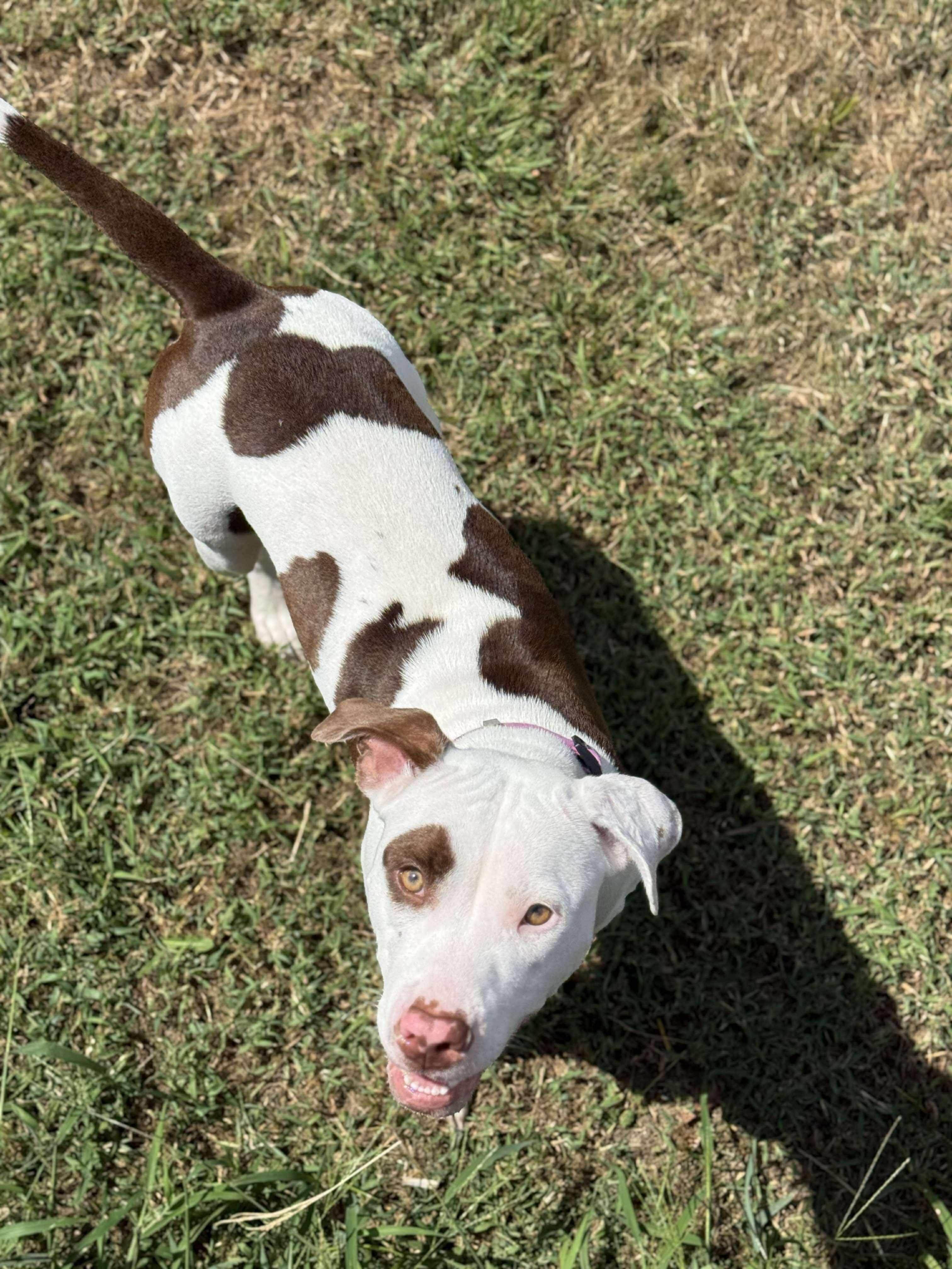 Lucy, an adopted mixed breed in Harrodsburg, KY image 1/6
