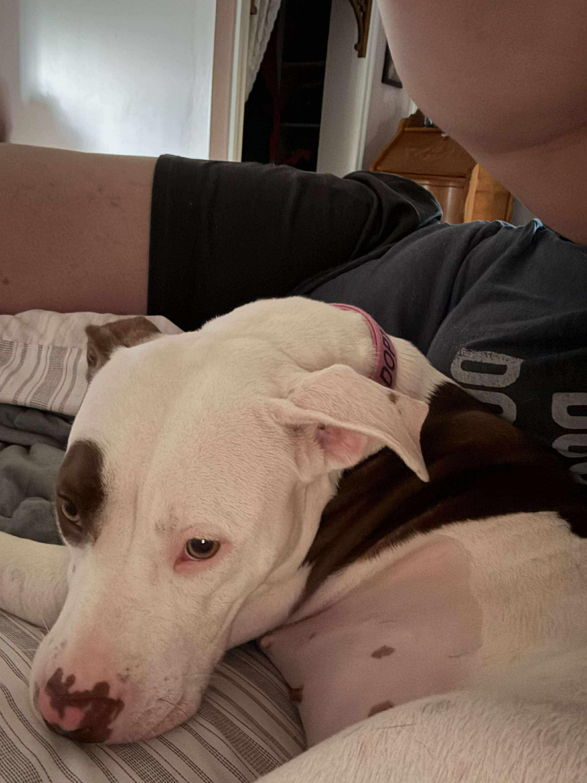 Lucy, an adopted mixed breed in Harrodsburg, KY image 3/6