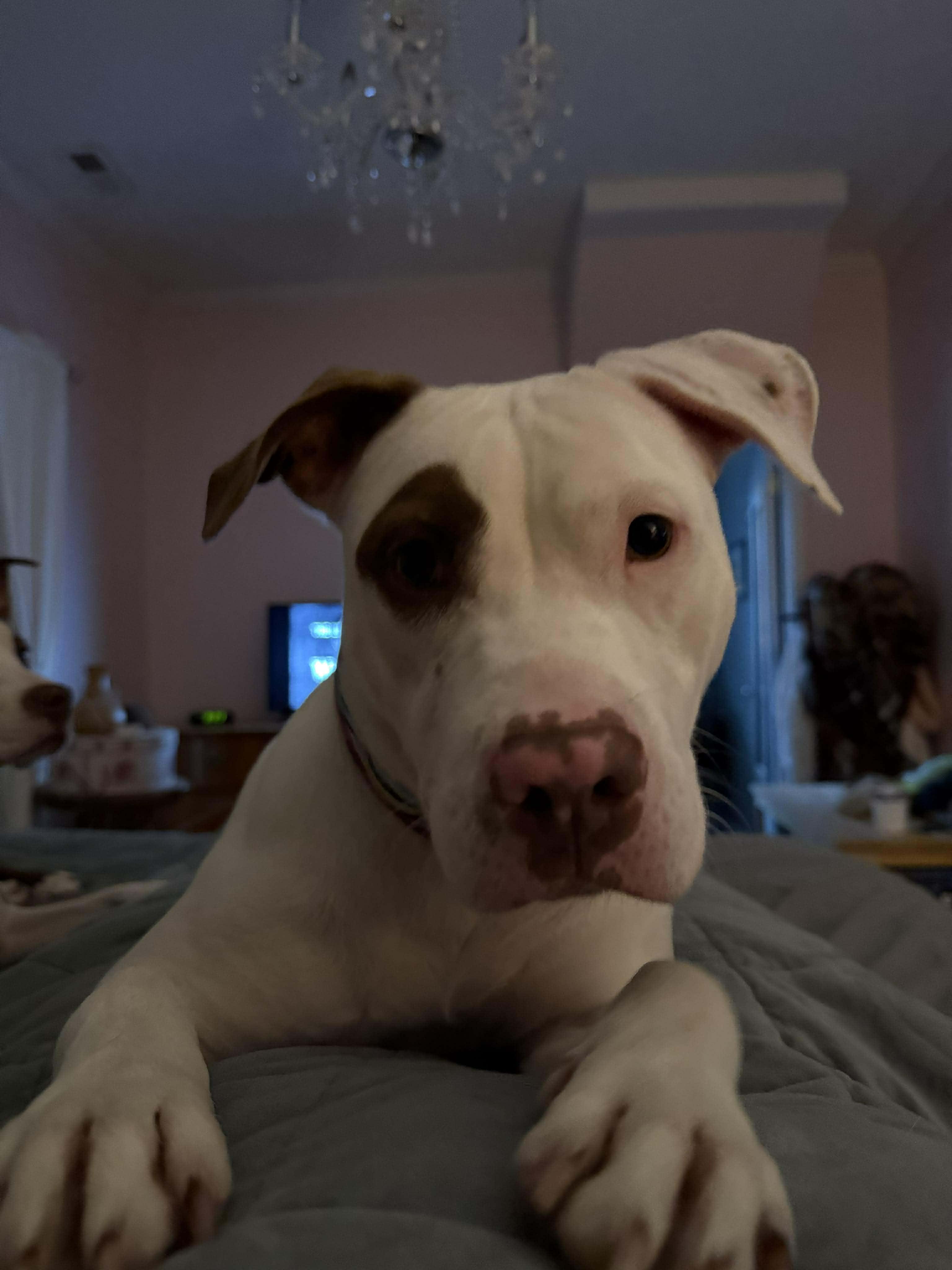 Lucy, an adopted mixed breed in Harrodsburg, KY image 5/6