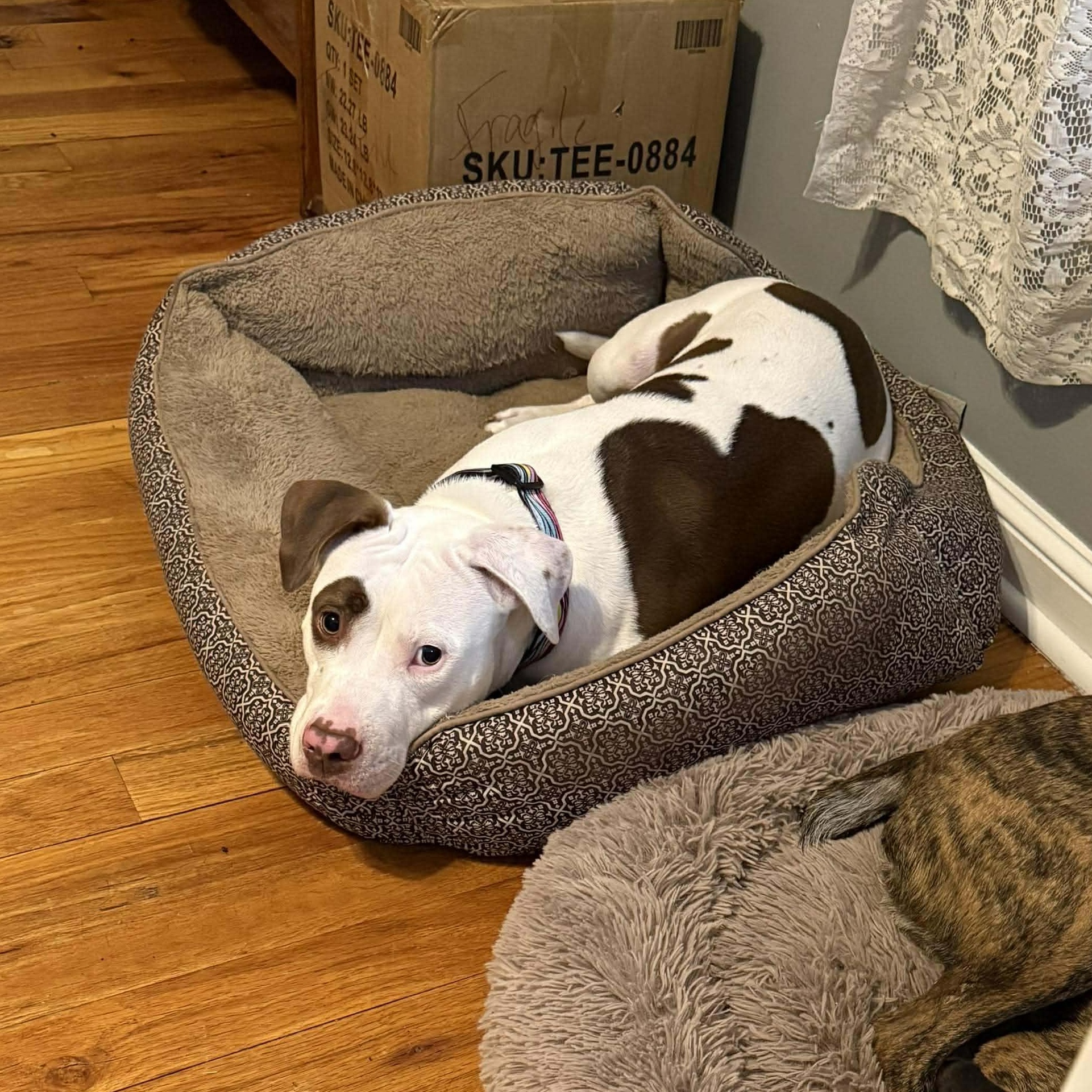 Lucy, an adopted mixed breed in Harrodsburg, KY image 2/6