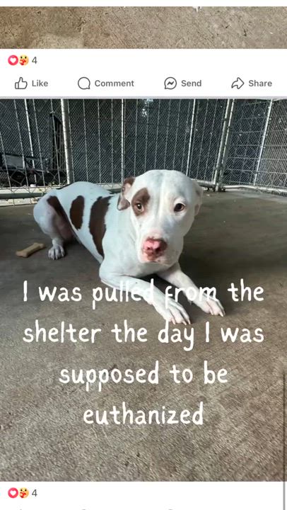 Enlarge Lucy, an adopted mixed breed in Harrodsburg, KY video 4/6