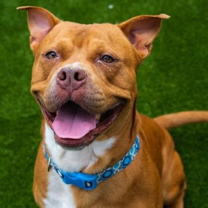 King, Adoptable, Adult Male Pit Bull Terrier.