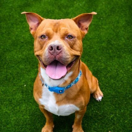 King, a Adoptable Pit Bull Terrier in Newport Beach, CA image 5/6