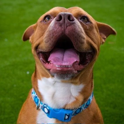 King, a Adoptable Pit Bull Terrier in Newport Beach, CA image 6/6