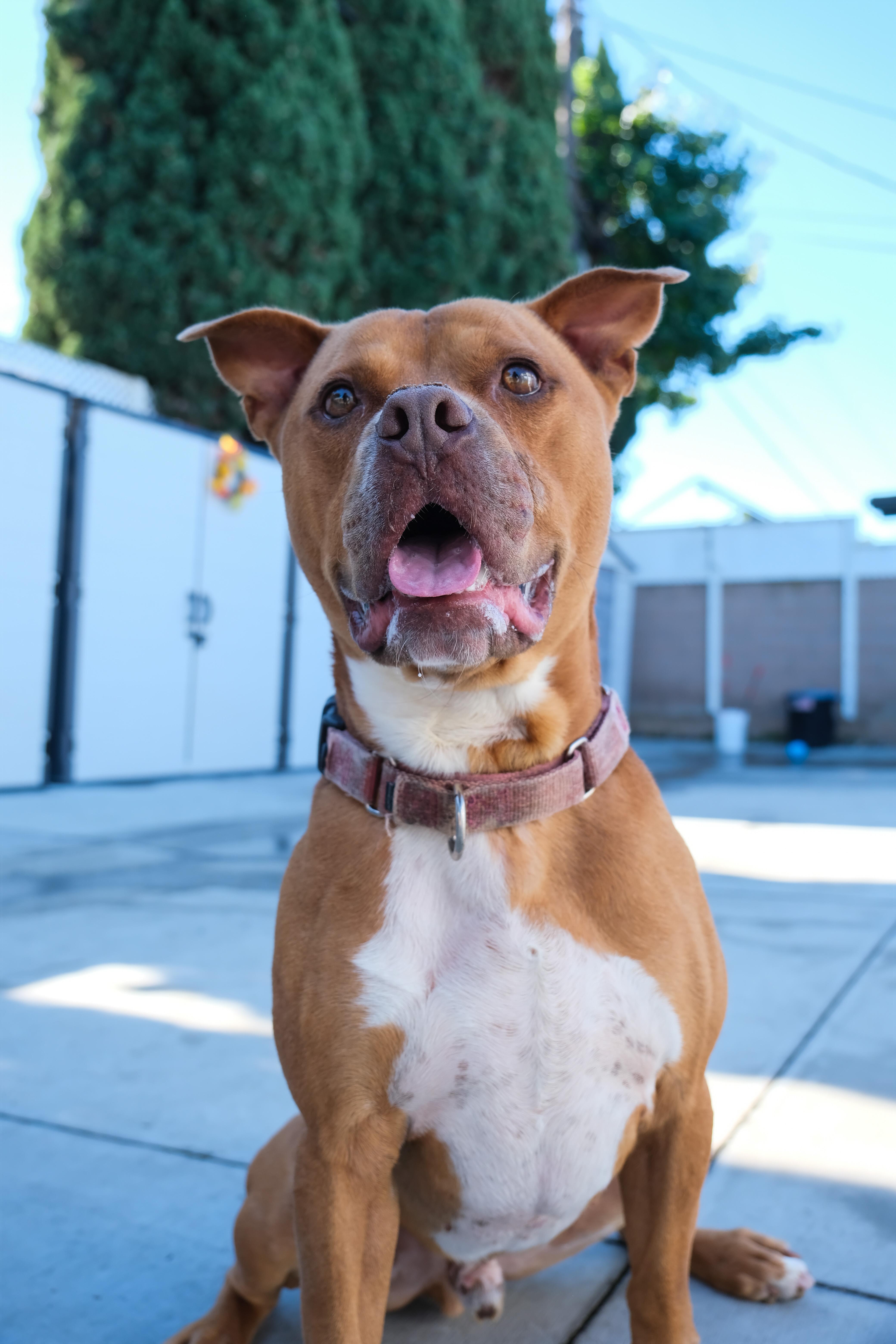 King, a Adoptable Pit Bull Terrier in Newport Beach, CA image 3/6