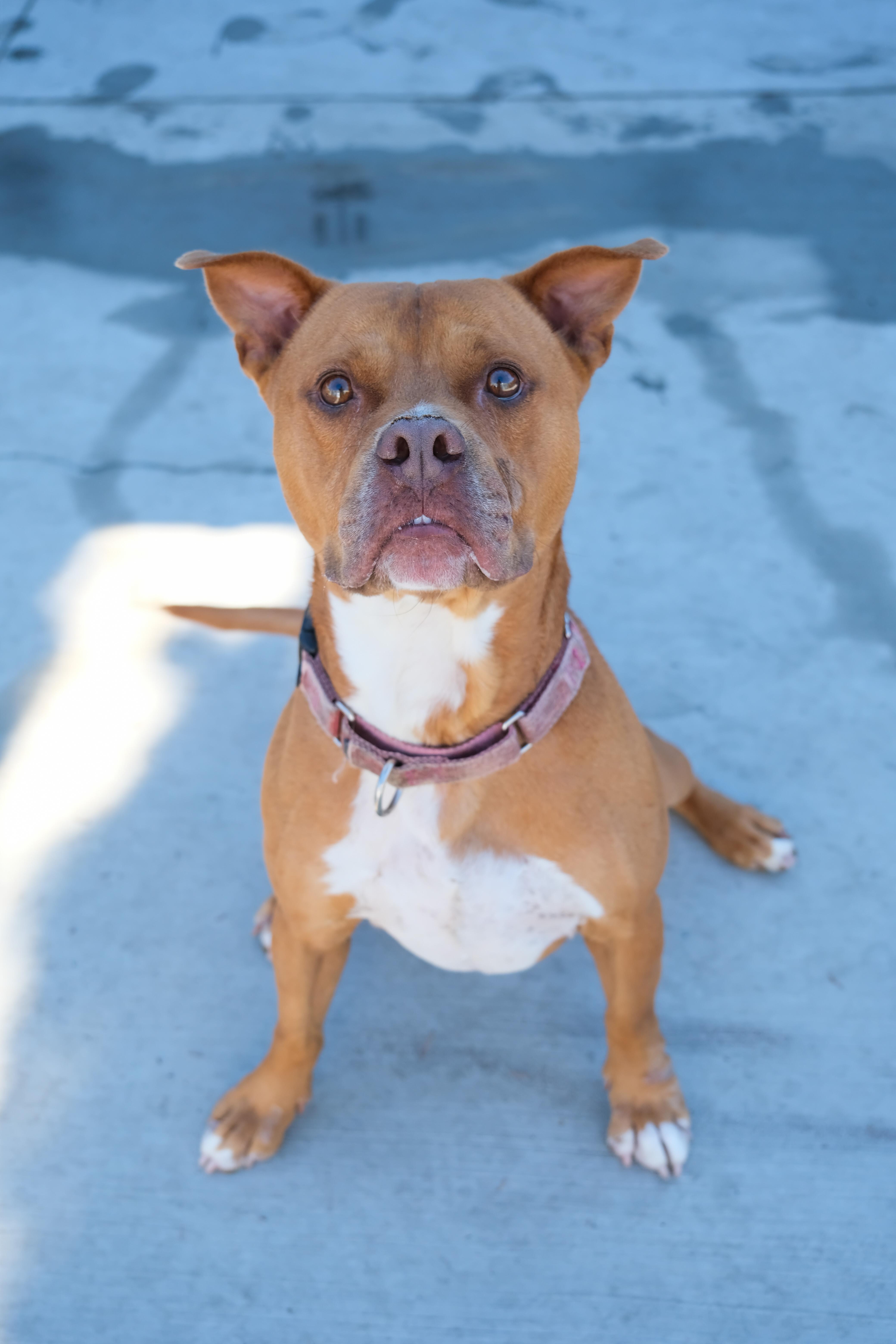 King, a Adoptable Pit Bull Terrier in Newport Beach, CA image 2/6