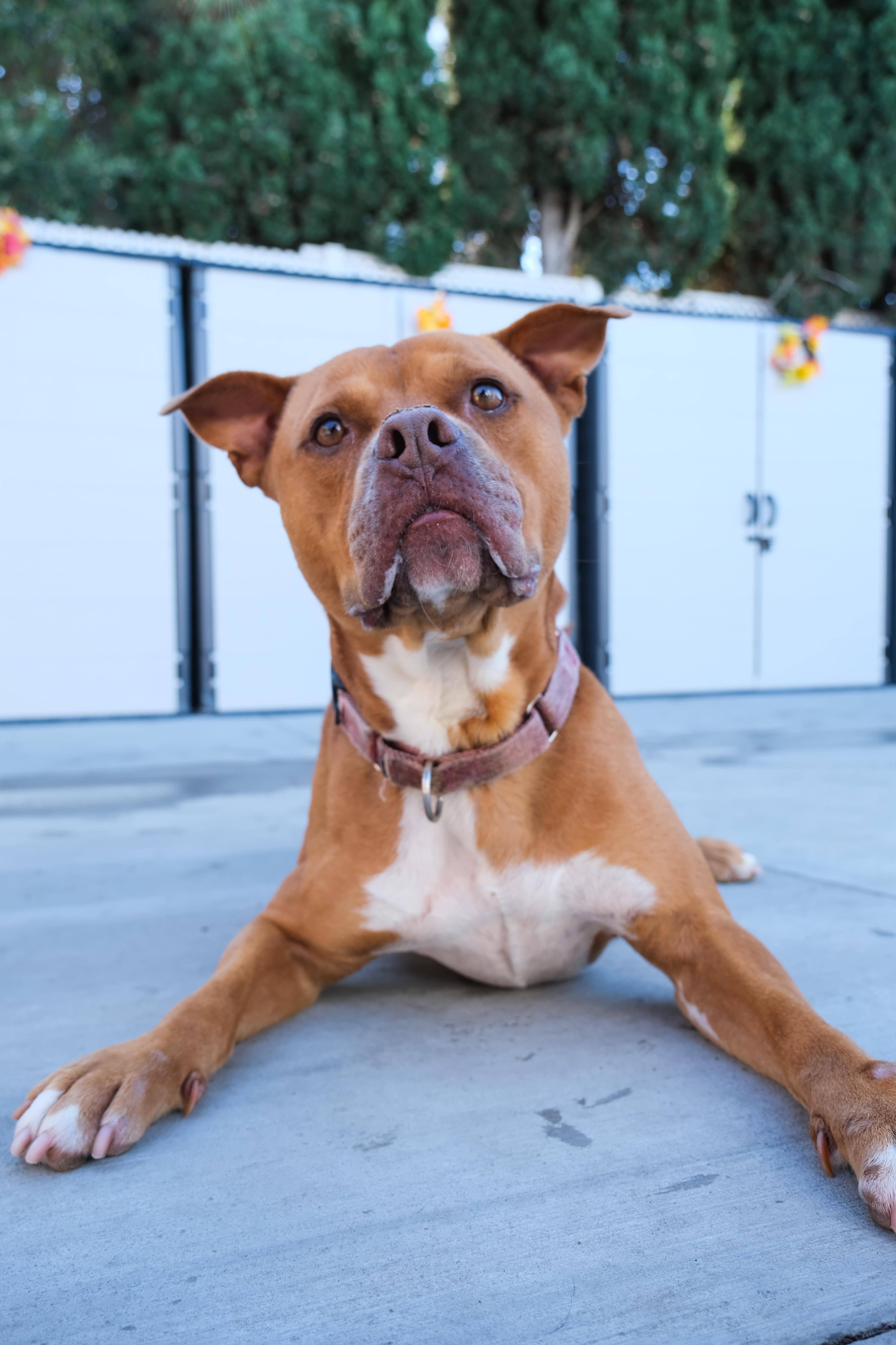 King, Adoptable, Adult Male Pit Bull Terrier.