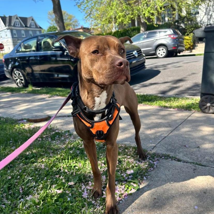 Enlarge Fanta, a ADOPTABLE mixed breed in Philadelphia, PA image 3/6