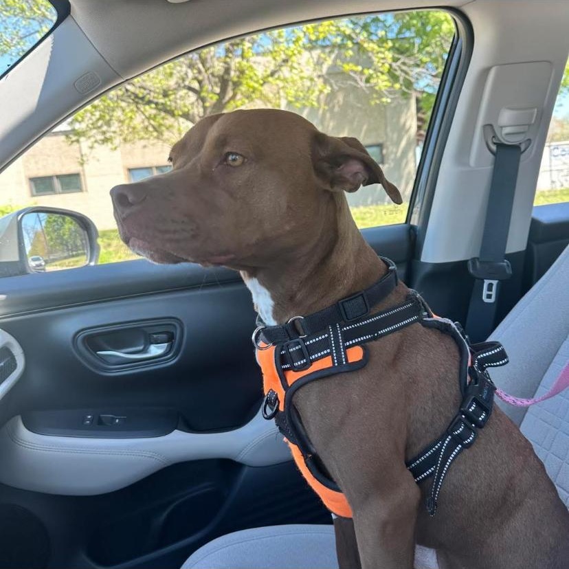 Enlarge Fanta, a ADOPTABLE mixed breed in Philadelphia, PA image 6/6