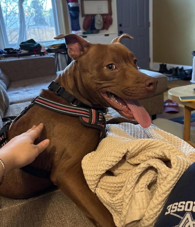 Fanta, a ADOPTABLE mixed breed in Philadelphia, PA image 5/6