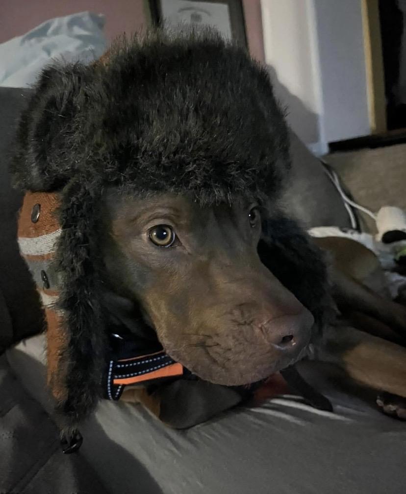 Fanta, a ADOPTABLE mixed breed in Philadelphia, PA image 2/6