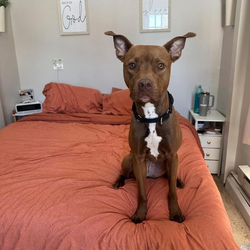 Enlarge Fanta, a ADOPTABLE mixed breed in Philadelphia, PA image 1/6
