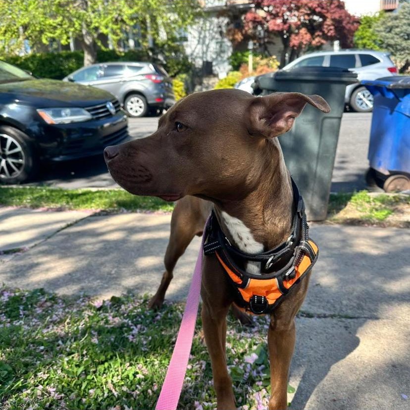 Enlarge Fanta, a ADOPTABLE mixed breed in Philadelphia, PA image 4/6