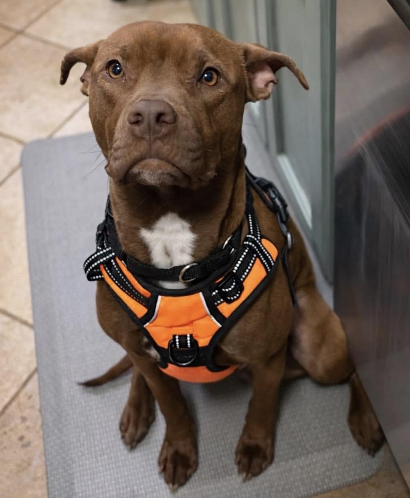Fanta, ADOPTABLE, Young Male Pit Bull Terrier.