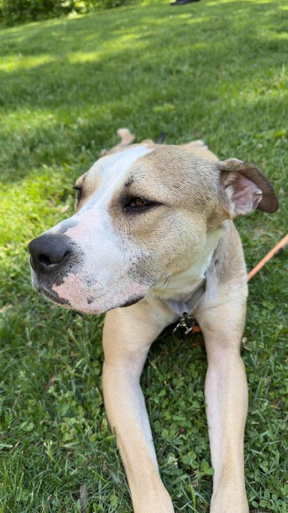 Wilma, a Adoptable mixed breed in Rockland, WI image 1/6