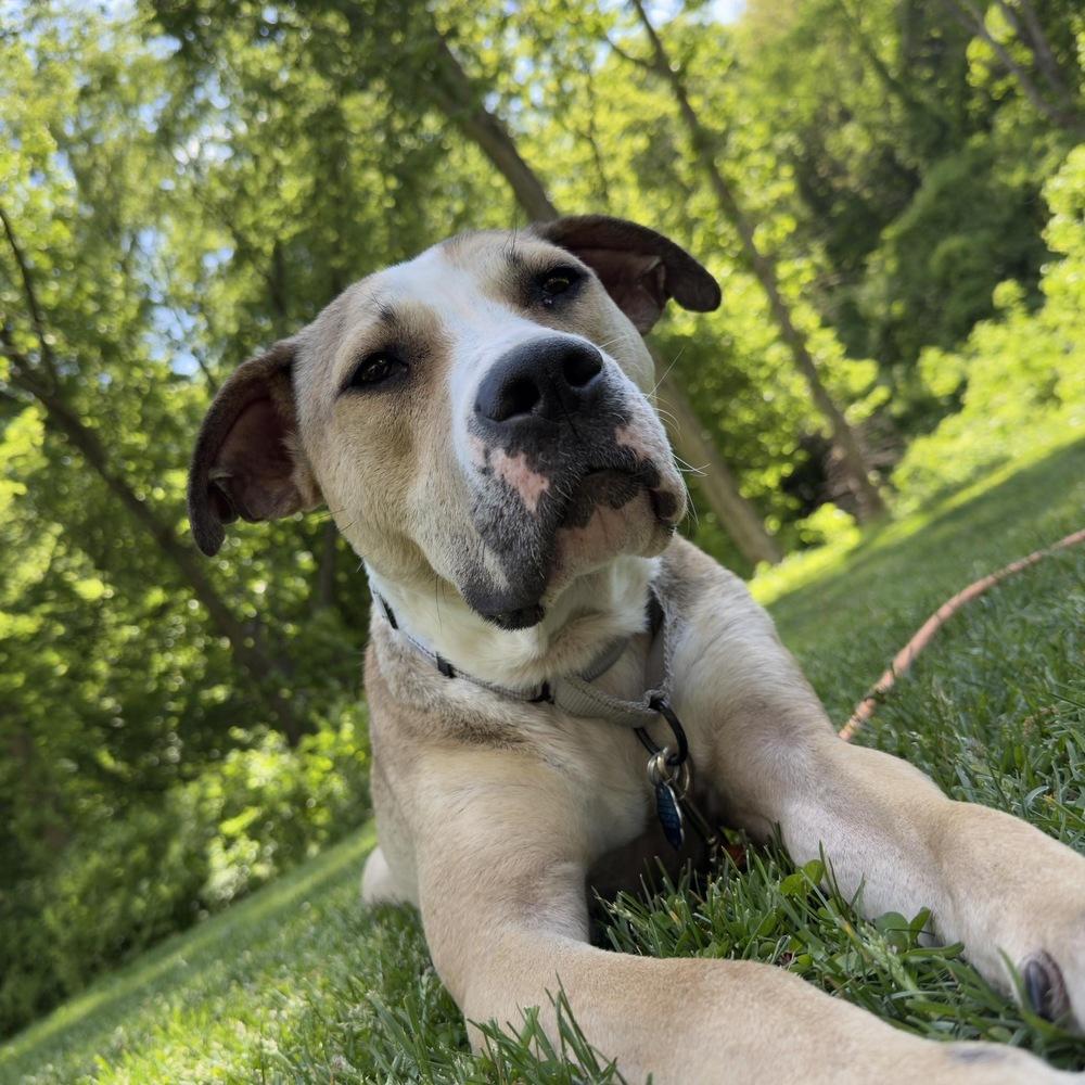 Wilma, a Adoptable mixed breed in Rockland, WI image 2/6