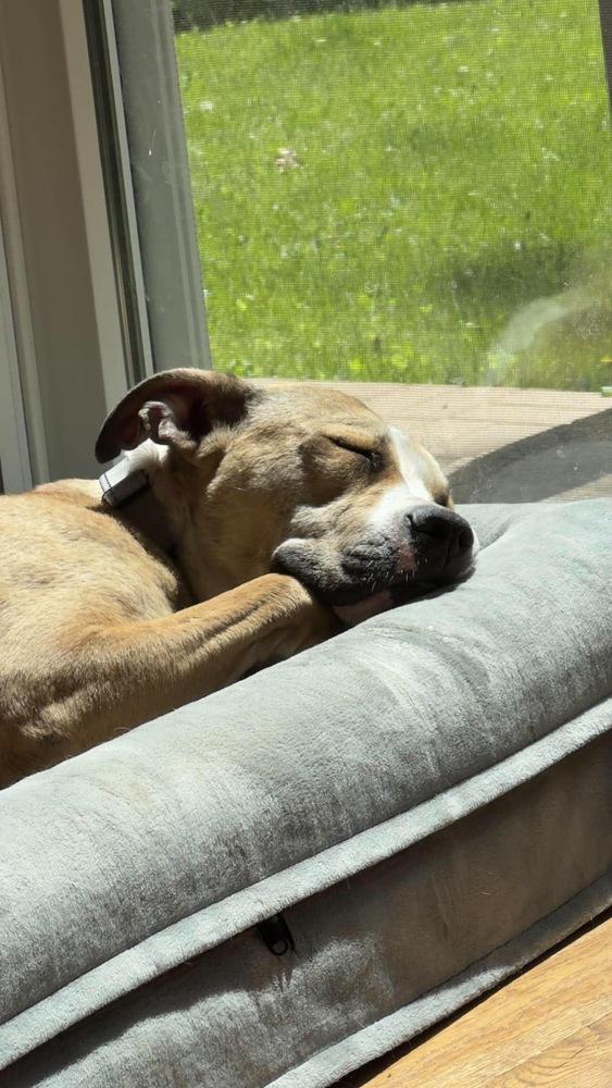 Wilma, a Adoptable mixed breed in Rockland, WI image 3/6
