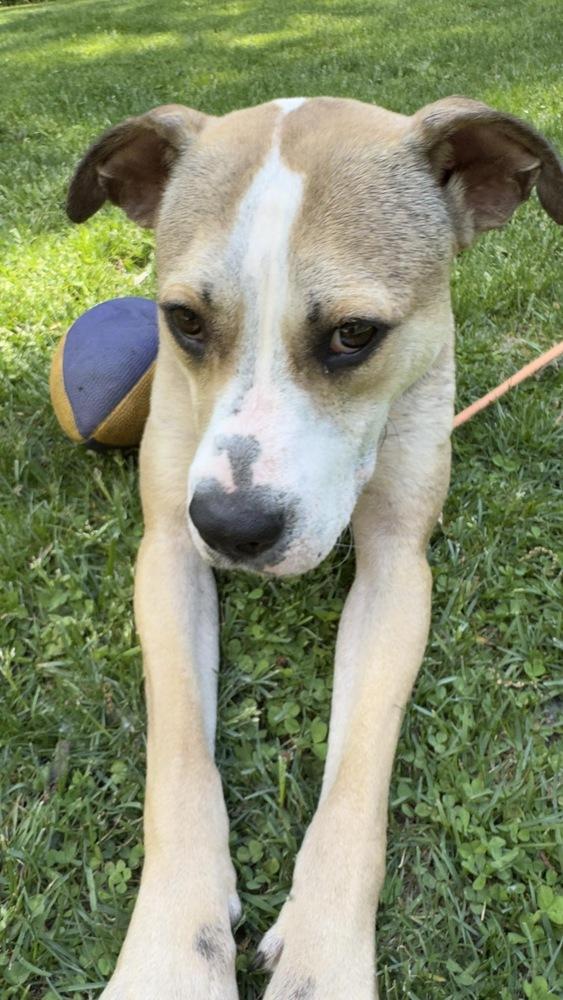 Wilma, a Adoptable mixed breed in Rockland, WI image 5/6