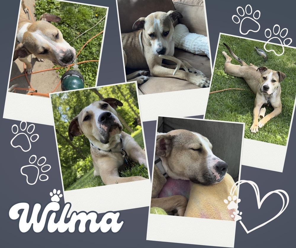 Wilma, a Adoptable mixed breed in Rockland, WI image 6/6