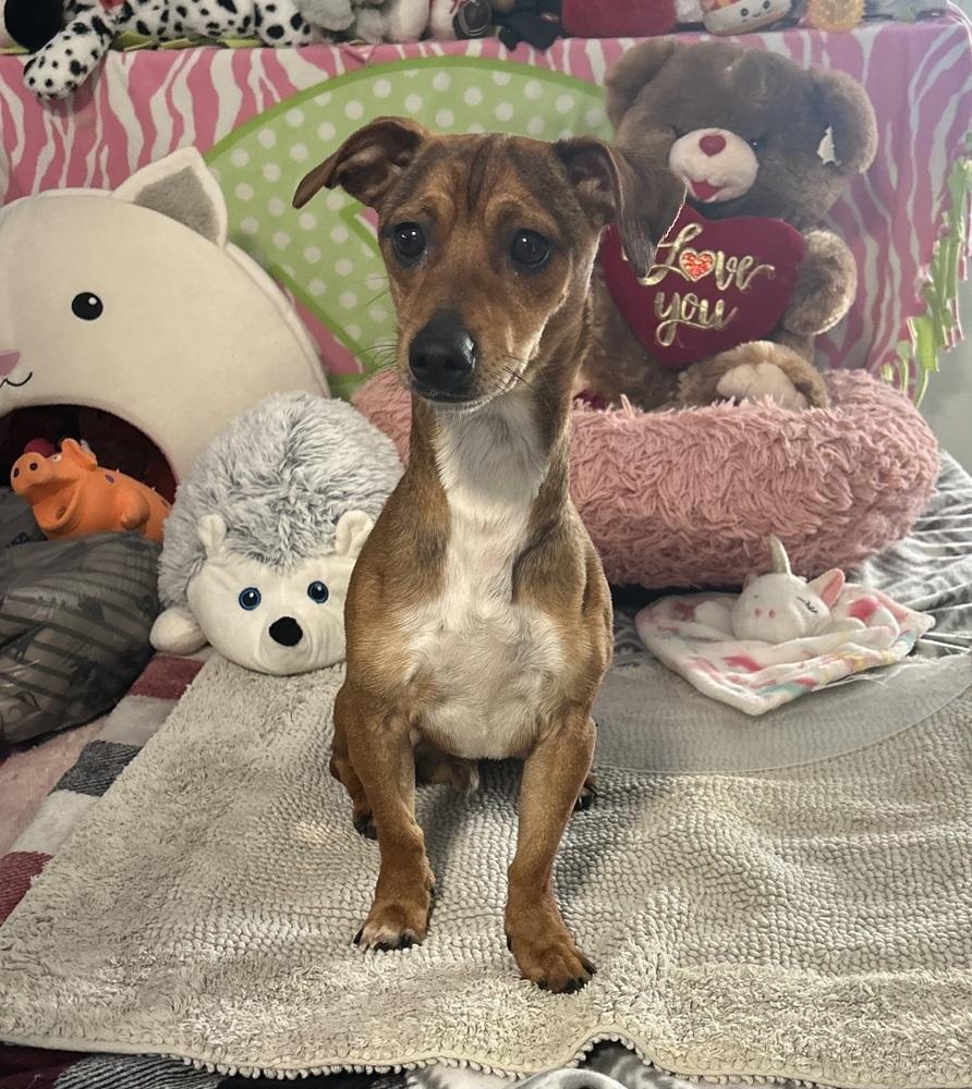 Enlarge Koobie, a Adoptable mixed breed in Cedartown, GA image 1/1