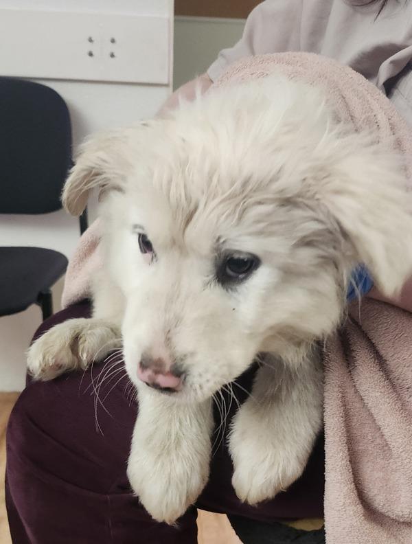 Ginko - In Foster, Adoptable, Puppy Male Great Pyrenees.