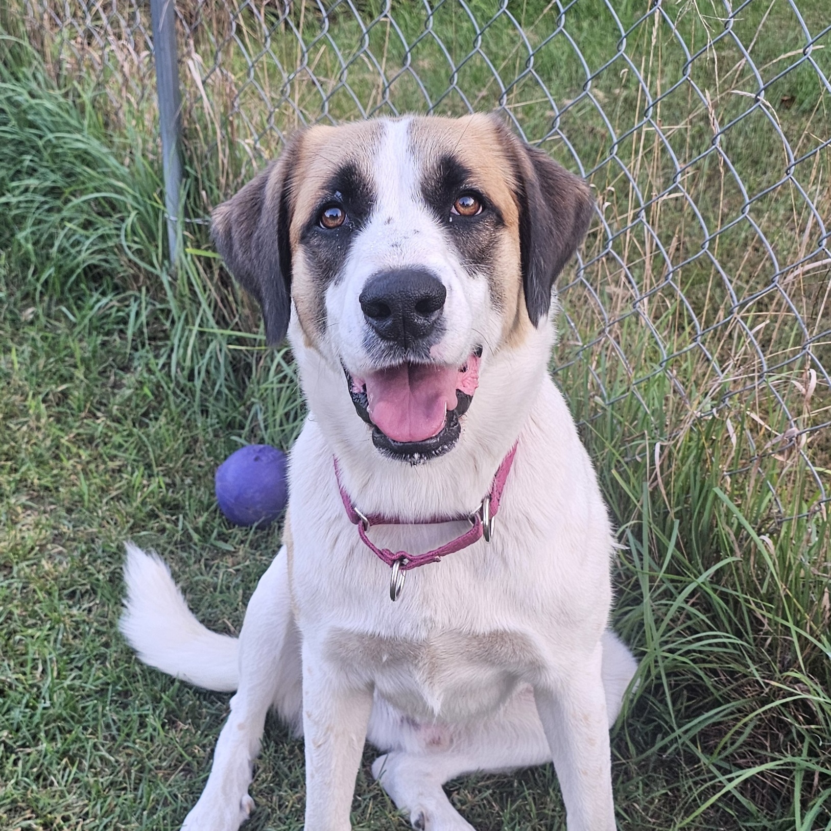Beau, Adopted, Adult Male Shepherd.