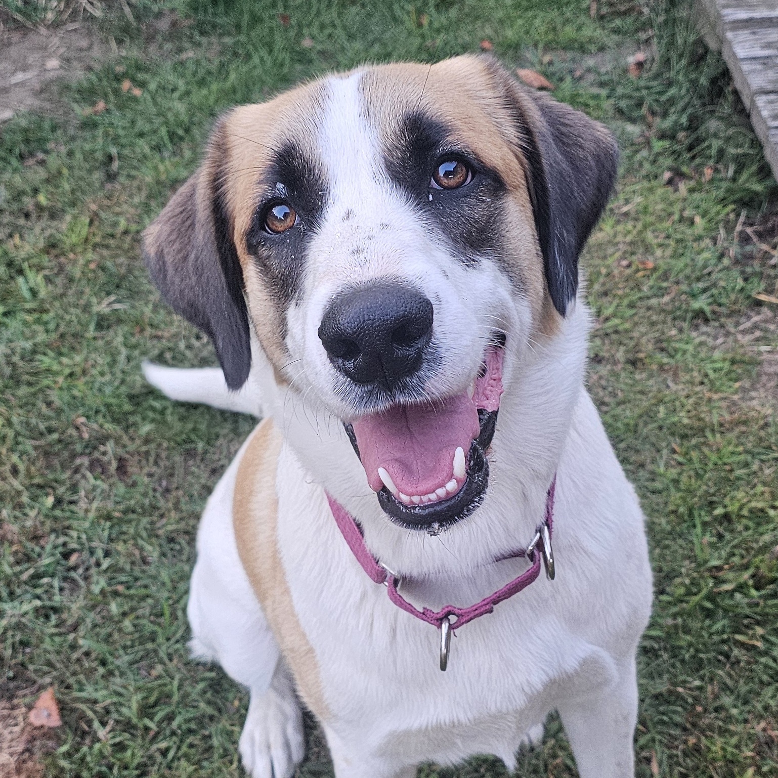 Enlarge Beau, a Adopted mixed breed in North Haverhill, NH image 2/5