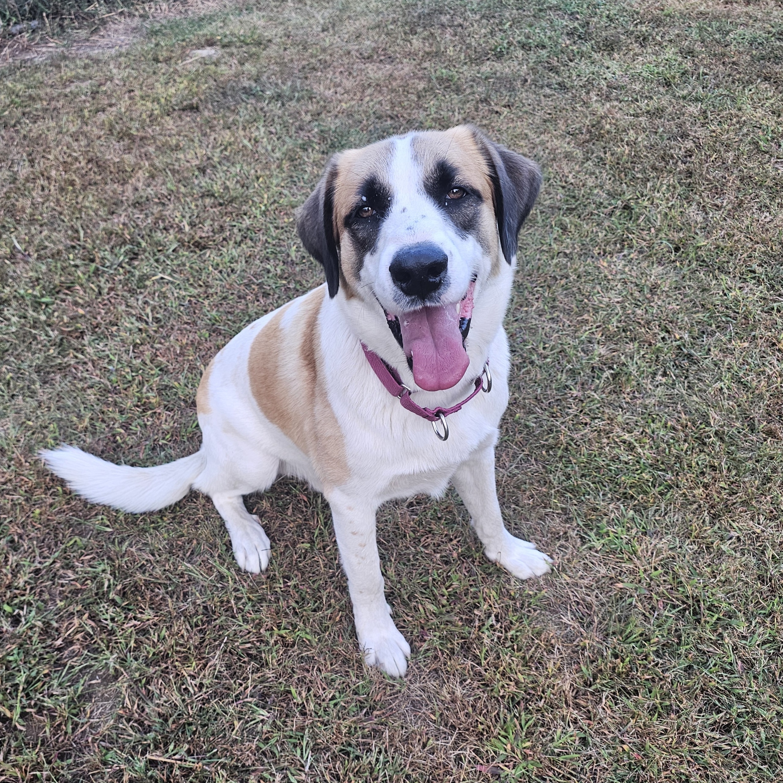 Enlarge Beau, a Adopted mixed breed in North Haverhill, NH image 3/5