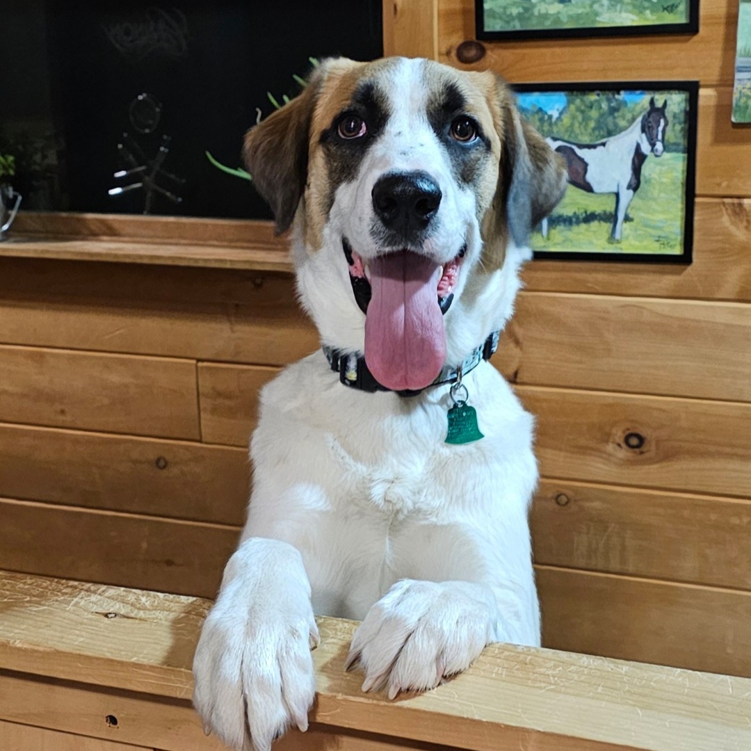 Enlarge Beau, a Adopted mixed breed in North Haverhill, NH image 5/5