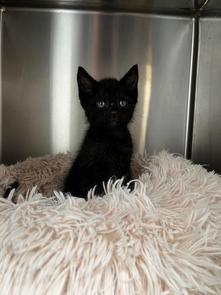 Enlarge Ferb, a Adoptable mixed breed in Clinton, SC image 1/2