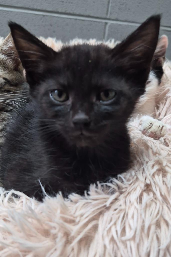 Enlarge Ferb, a Adoptable mixed breed in Clinton, SC image 2/2