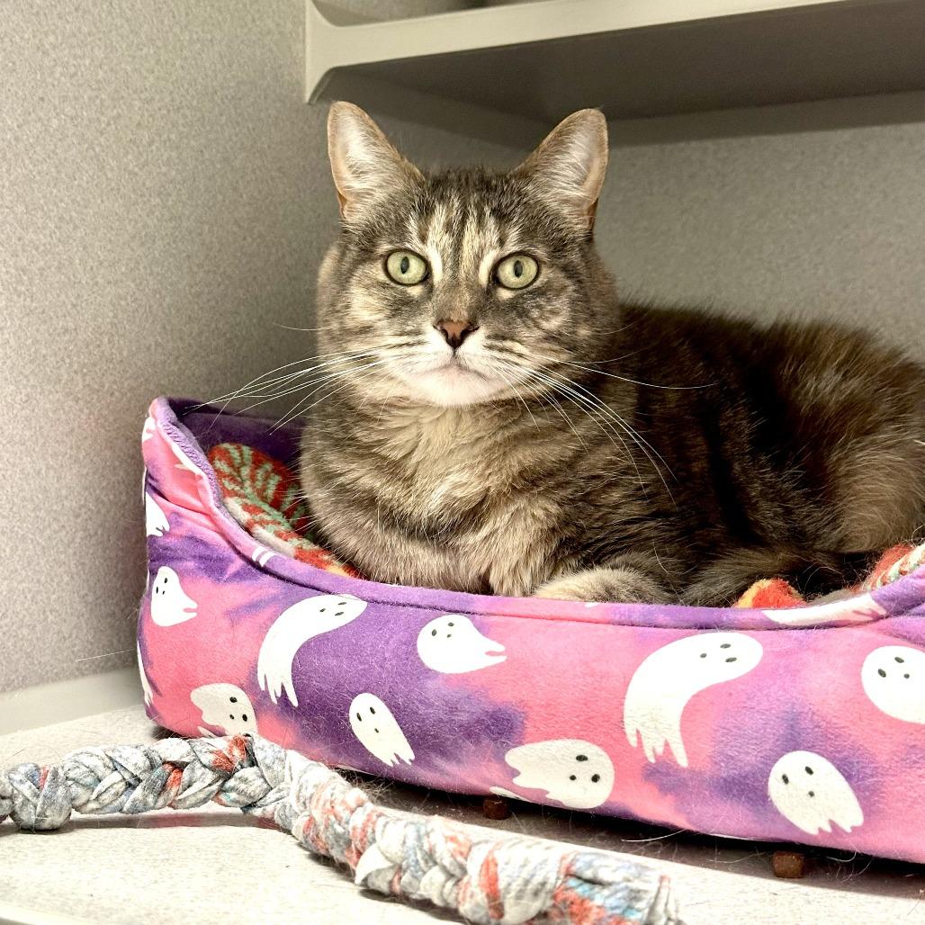 Phasma, a Adoptable Domestic Short Hair in Washougal, WA image 1/3