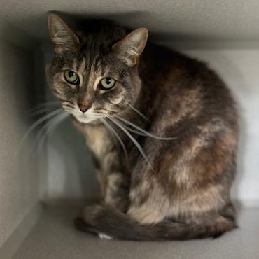 Phasma, a Adoptable Domestic Short Hair in Washougal, WA image 2/3